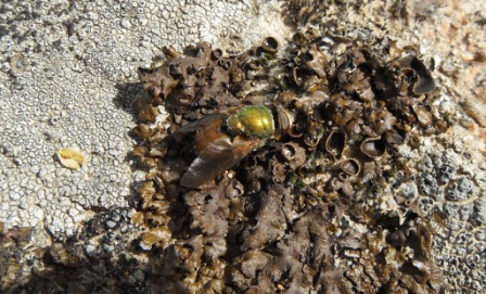 Aiuto per favore! Bombyliidae da identificare!!